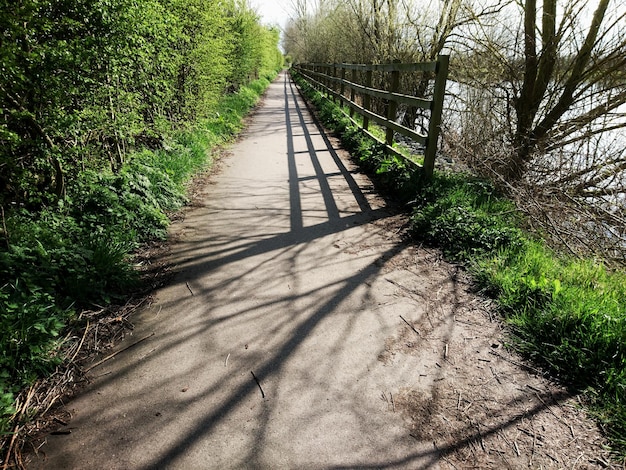 Foto bäume, die an einer leeren straße wachsen