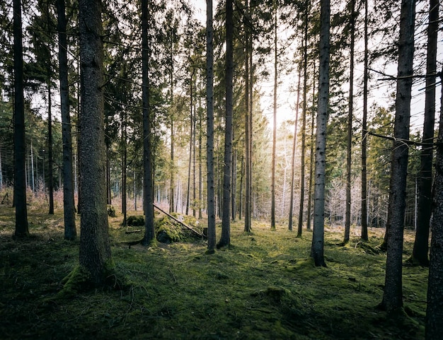 Foto bäume, die auf dem feld im wald wachsen