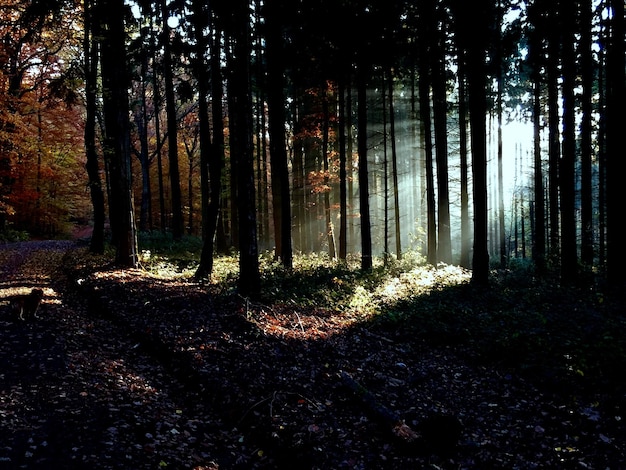 Foto bäume, die auf dem feld im wald wachsen