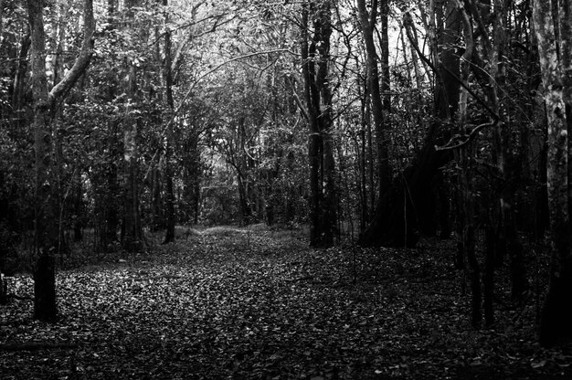 Foto bäume, die auf dem feld im wald wachsen