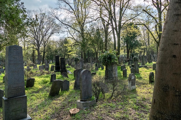 Foto bäume, die auf dem friedhof wachsen