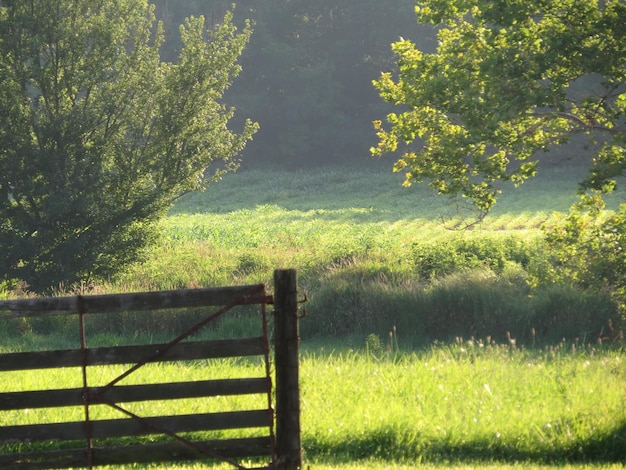 Foto bäume, die auf grasbewachsenem feld wachsen