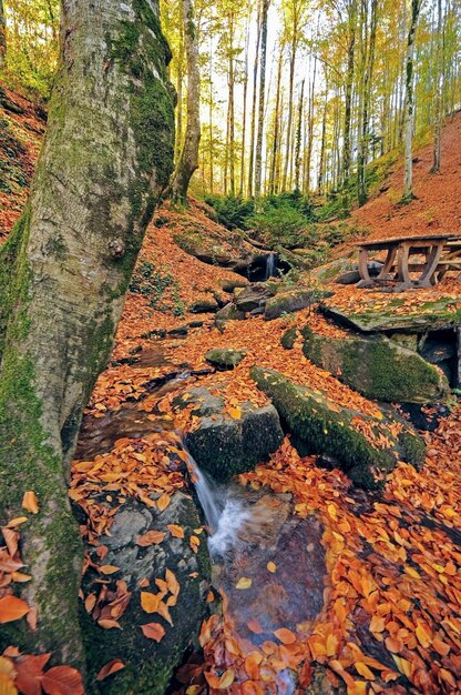 Bäume, die im Herbst am Bach im Wald wachsen