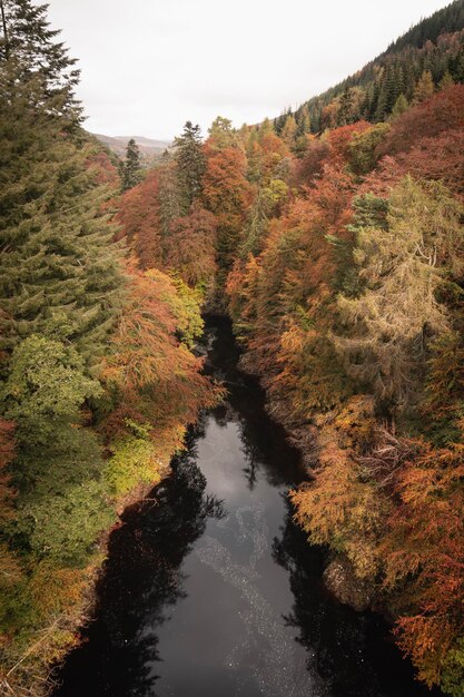 Bäume, die im Herbst im Wald gegen den Himmel wachsen