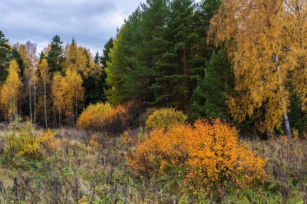 Foto bäume, die im herbst im wald wachsen