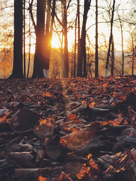 Foto bäume, die im herbst im wald wachsen