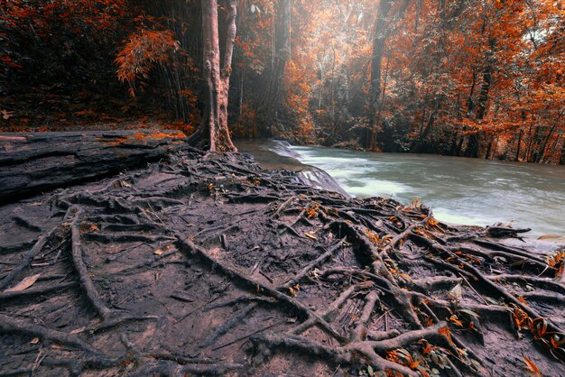 Foto bäume, die im herbst im wald wachsen