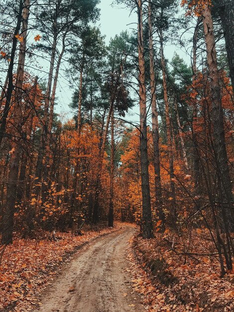 Bäume, die im Herbst im Wald wachsen