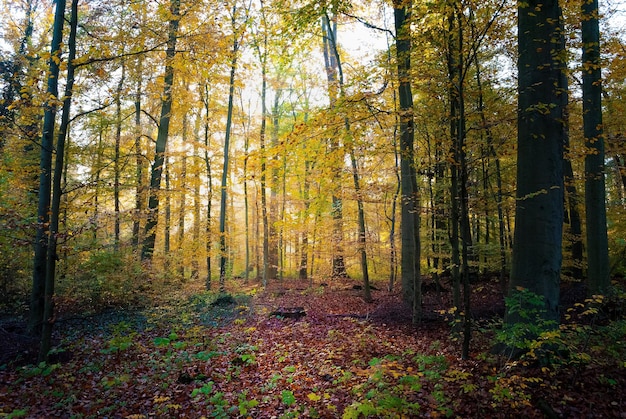 Foto bäume, die im herbst im wald wachsen