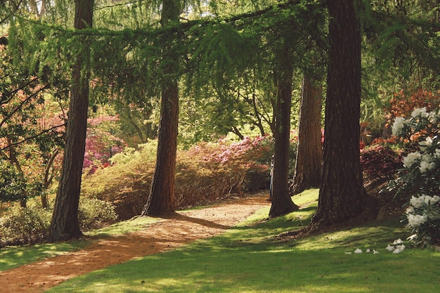 Bäume, die im Park wachsen