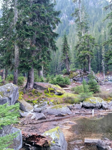 Bäume, die im Wald am See wachsen