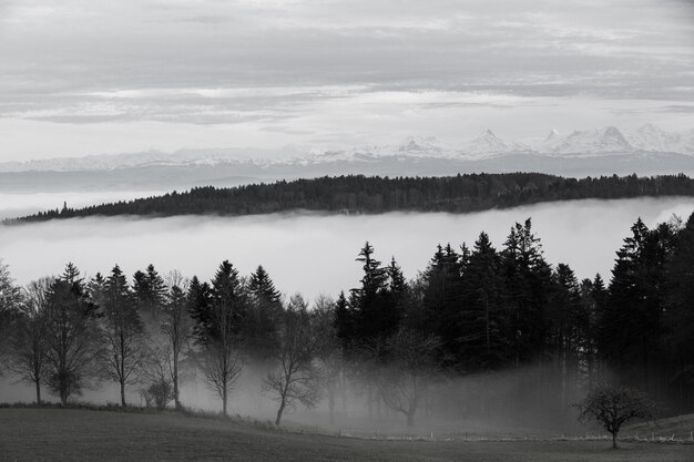 Foto bäume, die im wald bei nebligem wetter wachsen