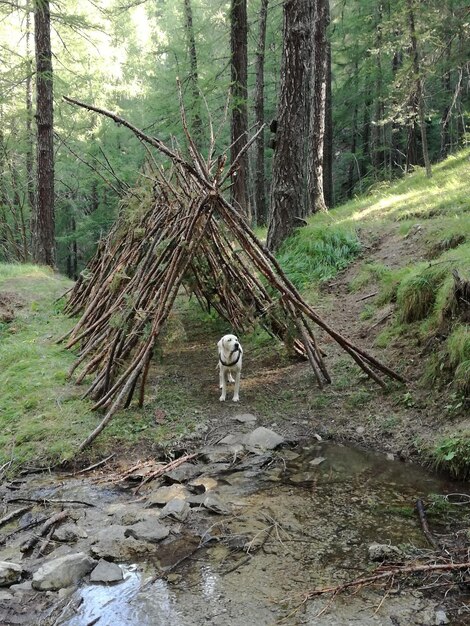 Foto bäume, die im wald spazieren gehen