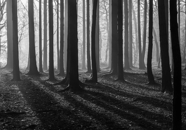Bäume, die im Wald wachsen
