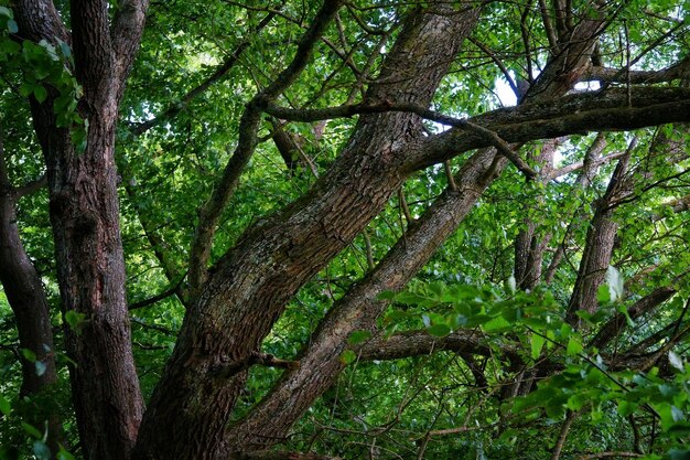 Bäume, die im Wald wachsen