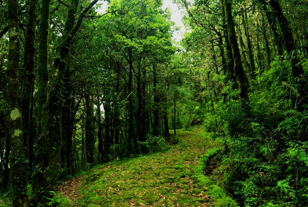 Bäume, die im Wald wachsen