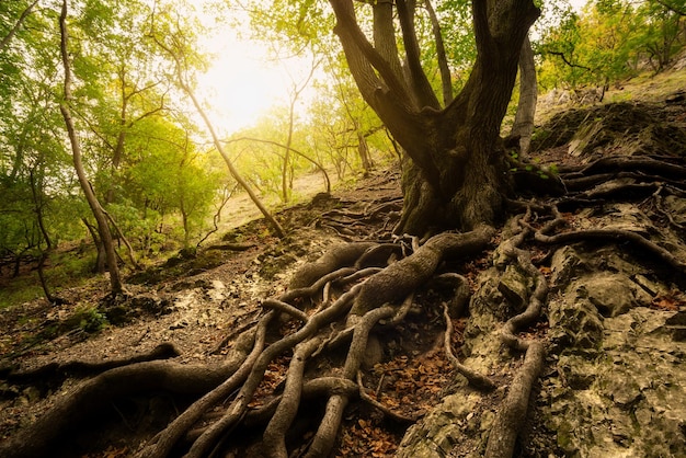 Foto bäume, die im wald wachsen