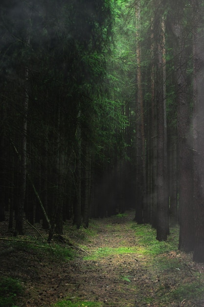 Foto bäume, die im wald wachsen