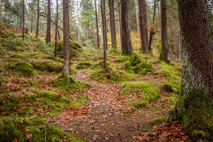 Foto bäume, die im wald wachsen