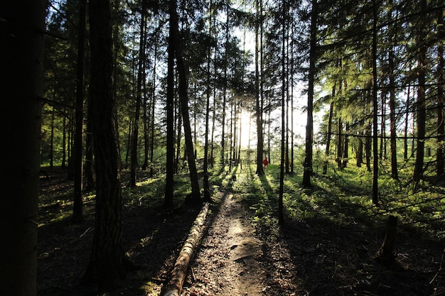 Bäume, die im Wald wachsen