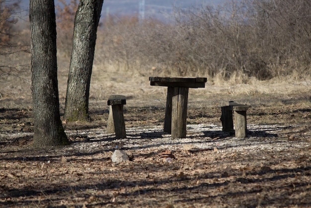 Bäume, die im Wald wachsen