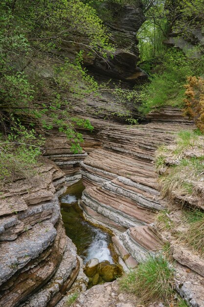 Foto bäume, die im wald wachsen