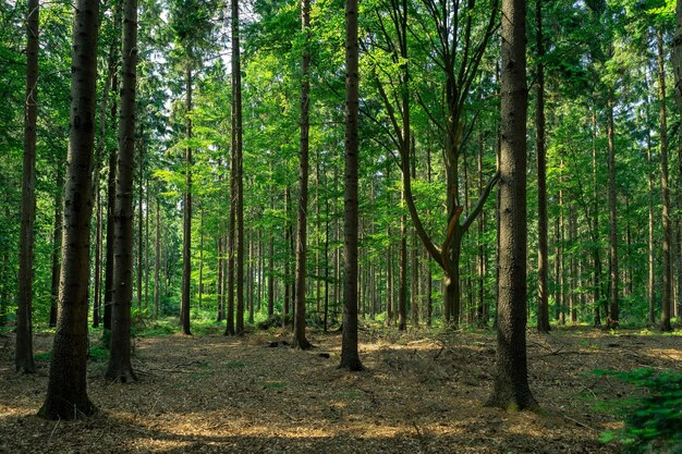 Foto bäume, die im wald wachsen