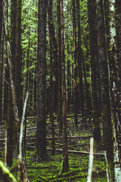 Foto bäume, die im wald wachsen