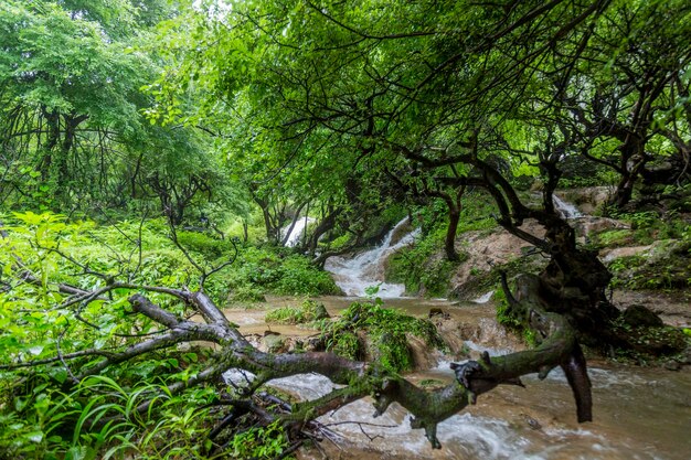 Bäume, die im Wald wachsen