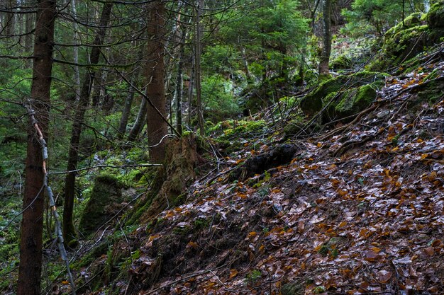 Bäume, die im Wald wachsen