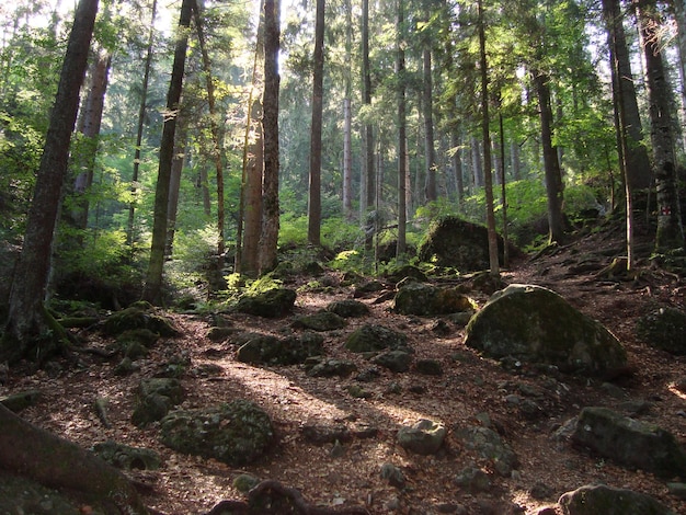 Bäume, die im Wald wachsen