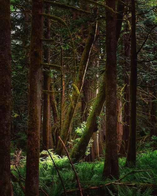 Foto bäume, die im wald wachsen