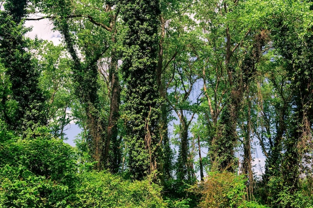 Bäume, die mit Lianen und Ackerwinden in einem subtropischen Laubwald umrankt sind