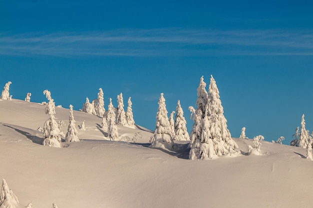 Foto bäume, die mit schnee bedeckt sind