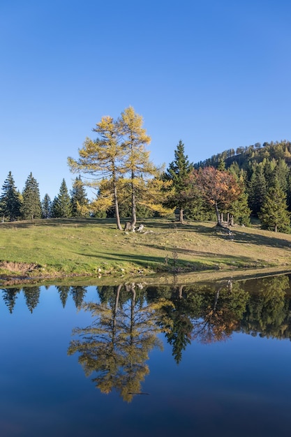 Bäume, die sich im Wasser spiegeln