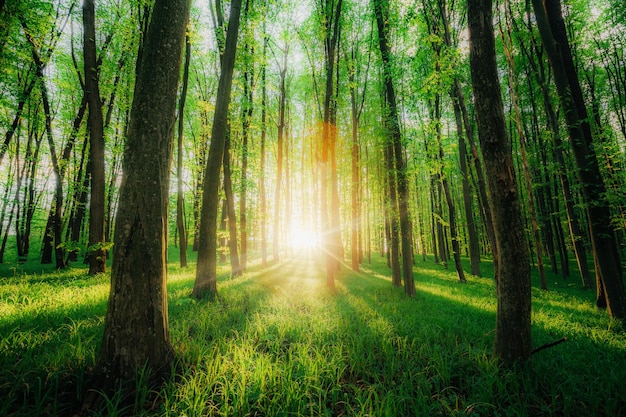 Bäume eines Frühlingswaldes. natur grün holz sonnenlicht hintergründe.