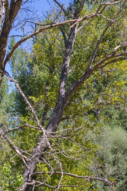 Bäume entlang des Flusses Alberche in Spanien