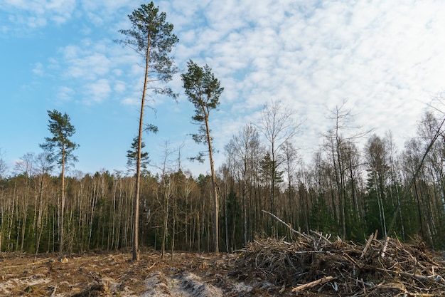 Bäume fällen Abholzung und Ernte von Holz für den Import Ein lebloses Feld nach dem Fällen von Bäumen Waldsommerlandschaft
