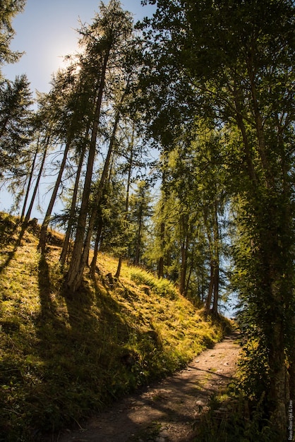 Bäume gegen den Himmel