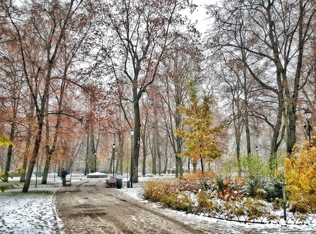 Bäume gegen den Himmel