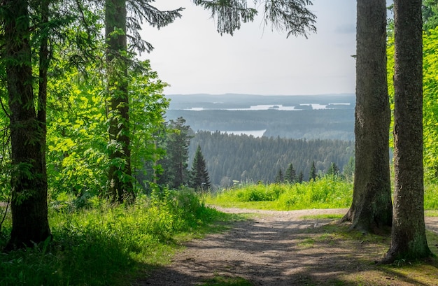 Bäume gegen die Landschaft