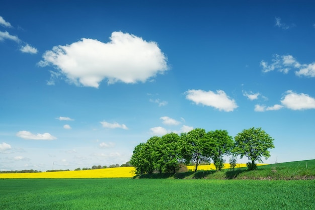 Bäume, Himmel und Feld Gras auf der Wiese zur Tageszeit Agrarlandschaft im Sommer Landwirtschaftsbild