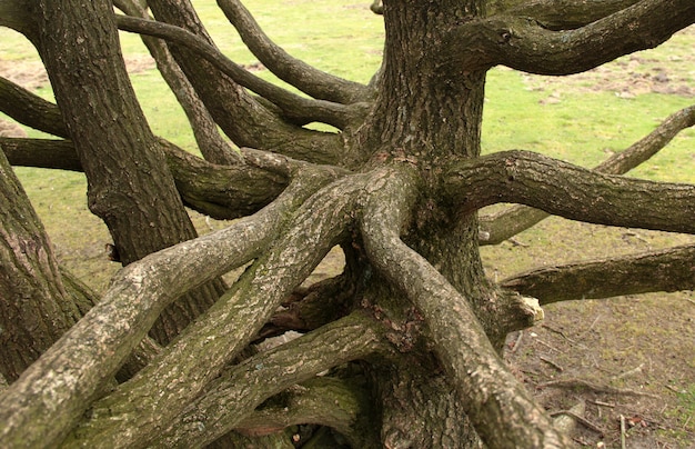 Bäume im Amsterdamer Wald