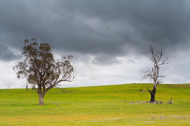 Foto bäume im australischen busch in einem strom in der nähe von bothwell tasmanien australien