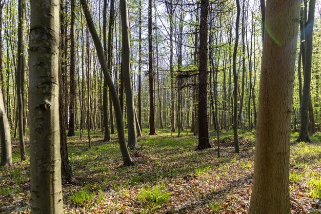 Bäume im dänischen Wald