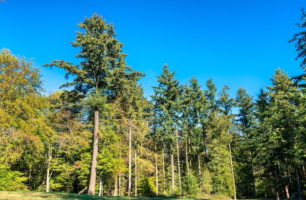 Bäume im eltzwald deutschland