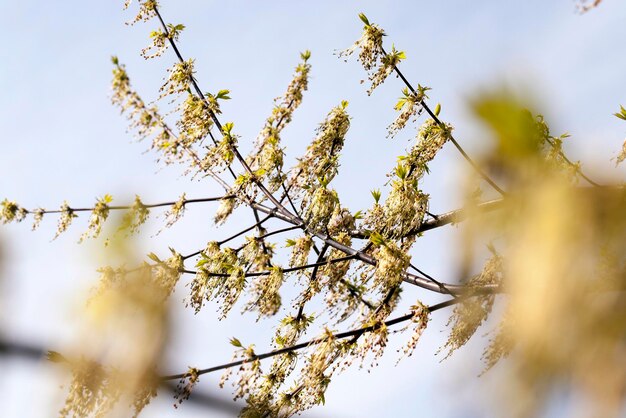 Bäume im Frühling