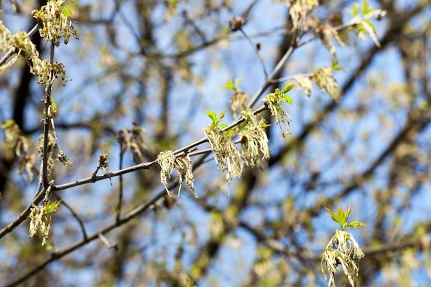 Bäume im Frühling