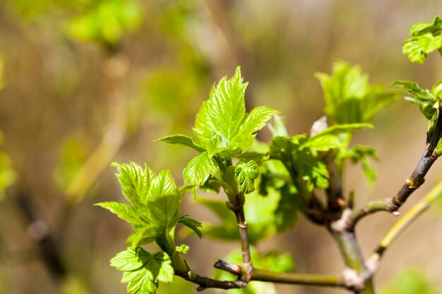 Bäume im Frühling