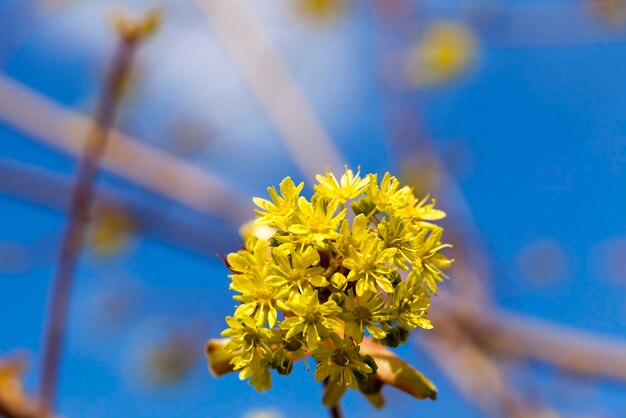 Bäume im Frühling